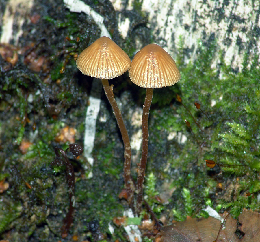 Galerina hypnorum - Галерина моховая