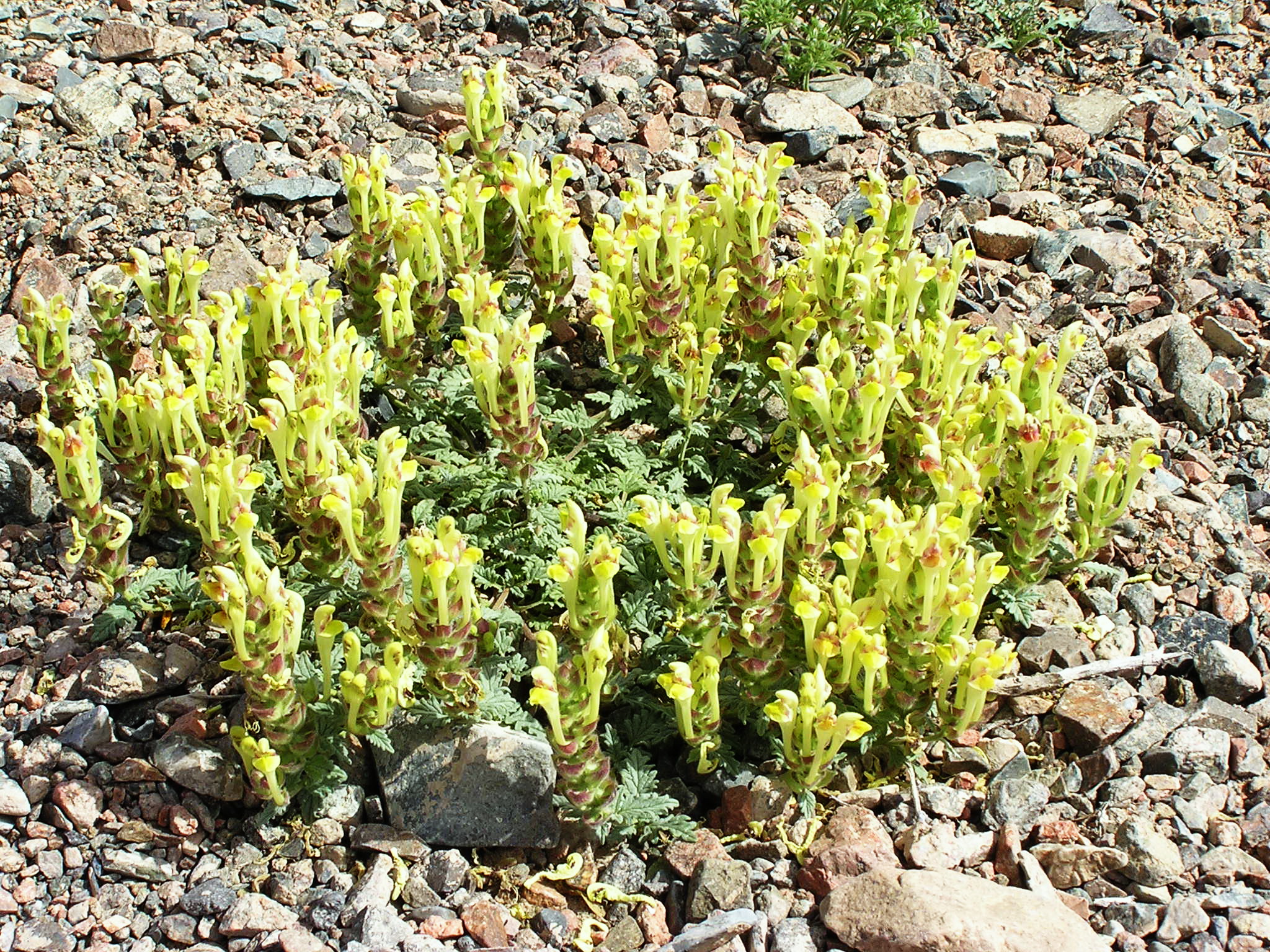 Scutellaria orientalis - Шлемник восточный