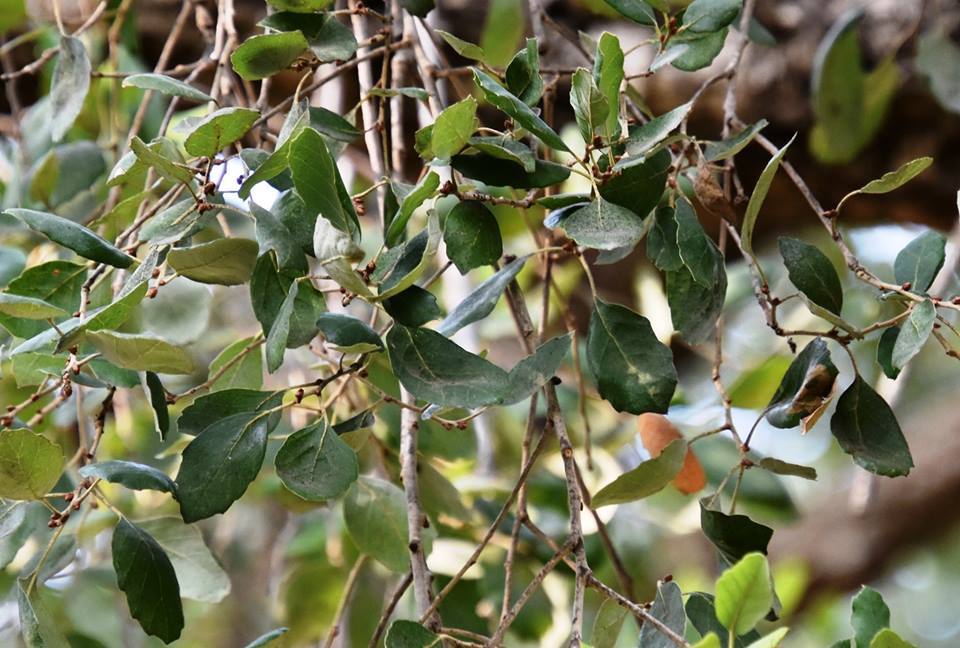 Quercus suber - Дуб пробковый