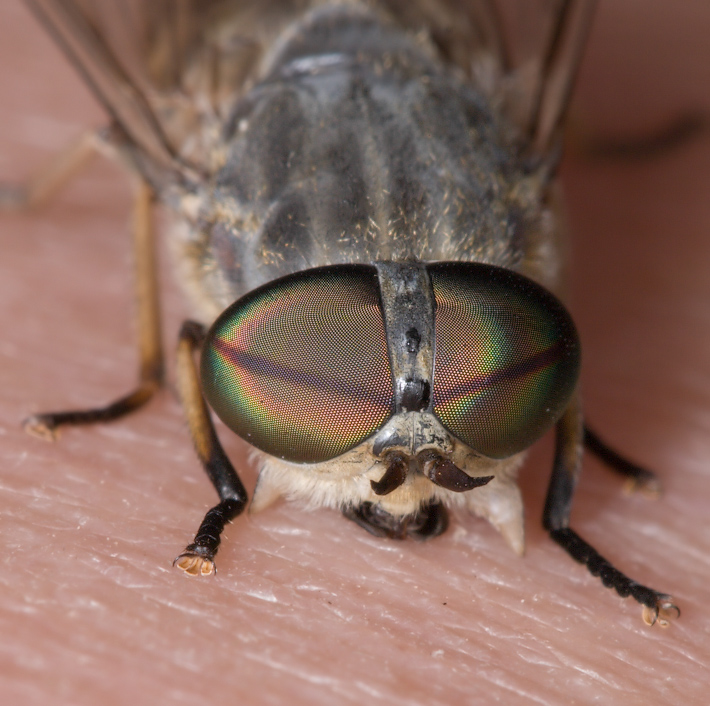Кусачие мухи подмосковья фото и описание
