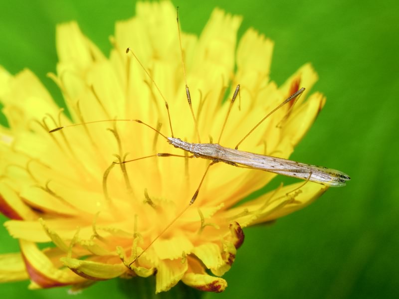 Neides tipularius - Неидес комаровидный