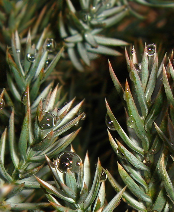 Juniperus - Можжевельник