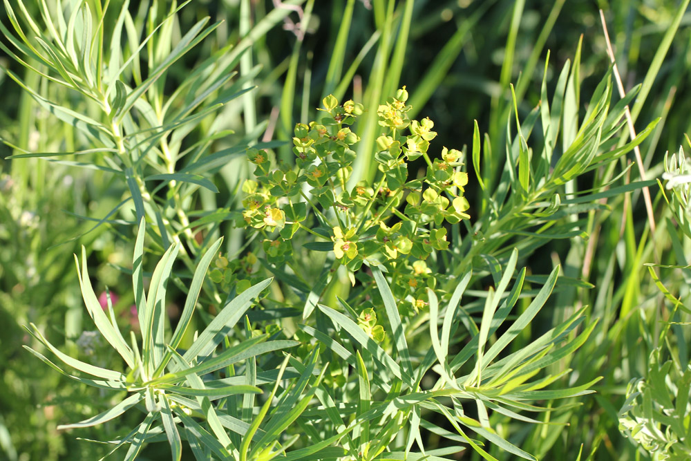 Euphorbia waldsteinii - Молочай прутьевидный, Молочай Вальдштейна