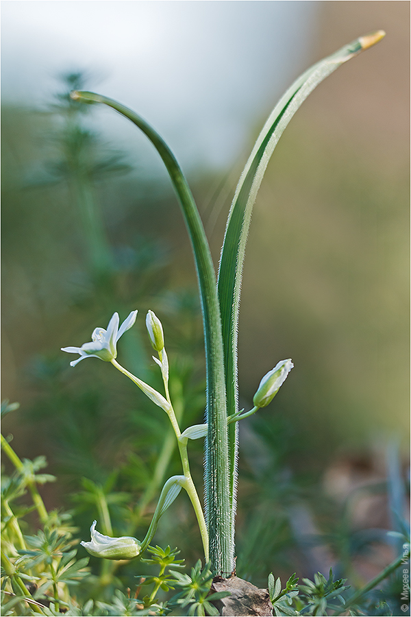 Ornithogalum fimbriatum Willd. - Птицемлечник бахромчатый
