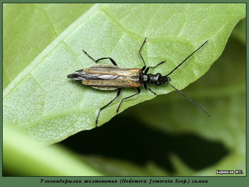 Oedemera femorata - Узконадкрылка желтоватая