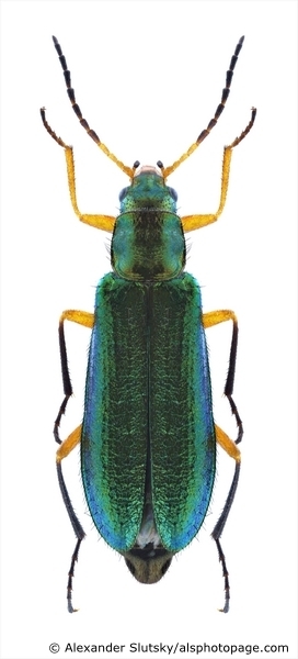 Lobonyx turkestanicus