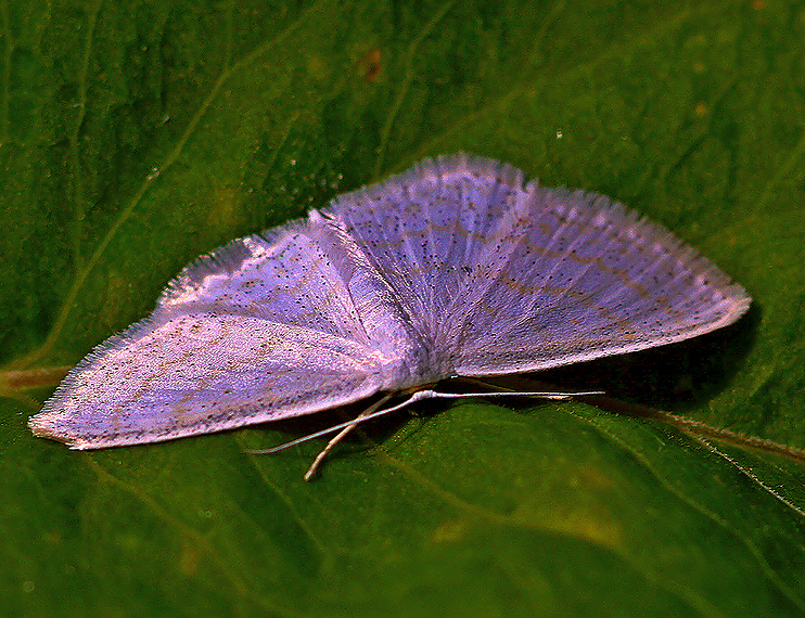 Цвет  белой бабочки