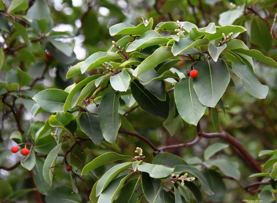 Arbutus andrachne - Земляничное дерево красное, Земляничное дерево греческое