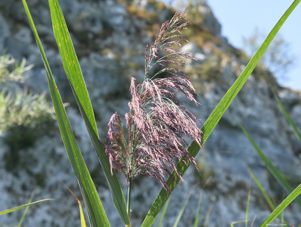 Phragmites australis - Тростник обыкновенный