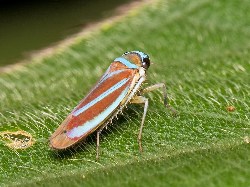 Graphocephala