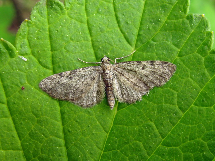 Eupithecia dodoneata
