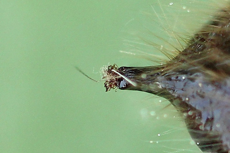 Dicallomera fascelina - Шерстолапка красновато-серая (обыкновенная, летняя)