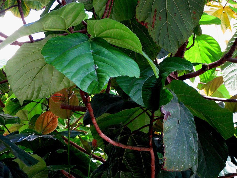 Ficus auriculata - Фикус ушковидный