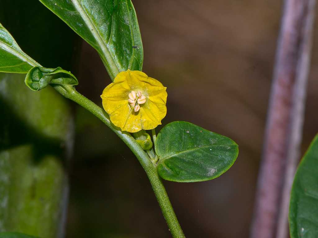 Capsicum geminifolium