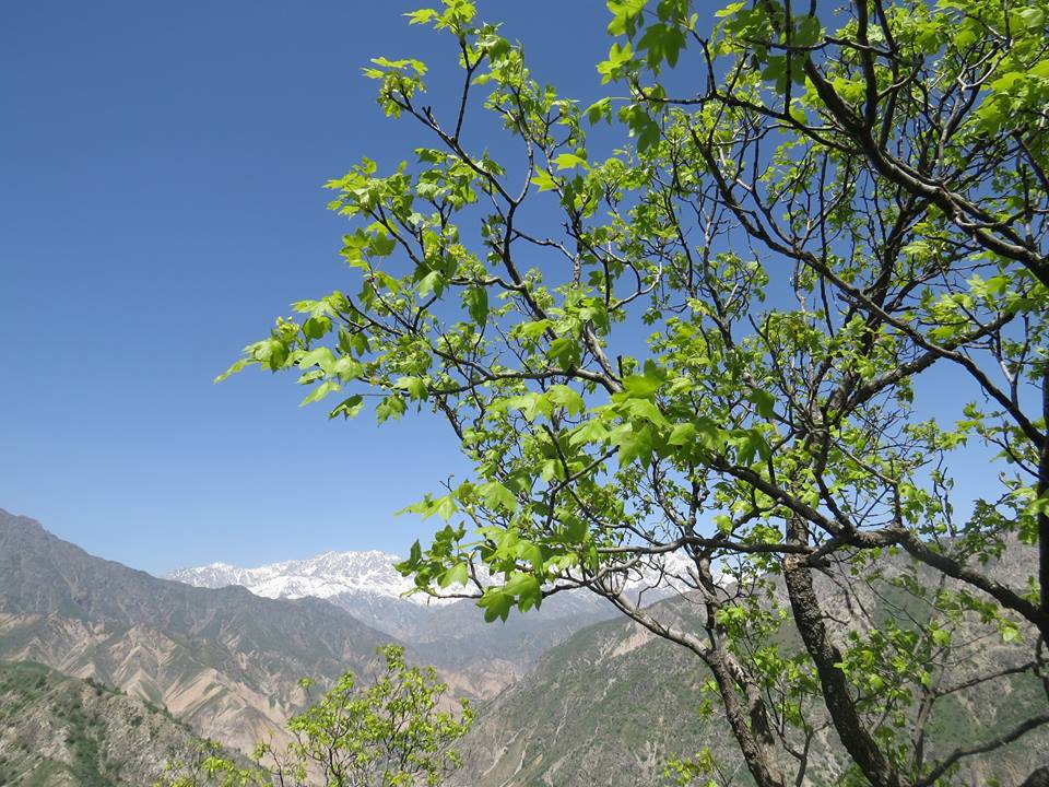 Acer platanoides subsp. turkestanicum - Клён туркестанский