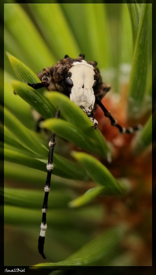 Platystomos albinus - Ложнослоник беловатый