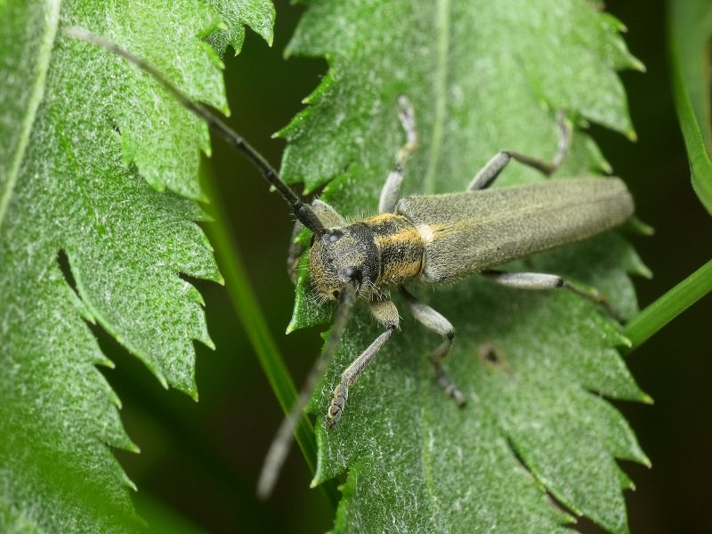 Phytoecia nigricornis - Фитоеция черноусая