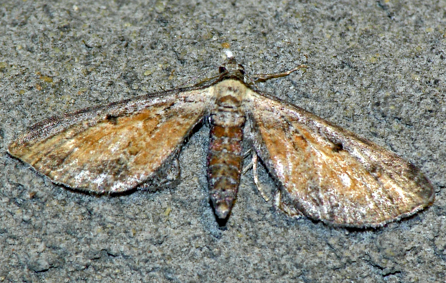 Eupithecia icterata