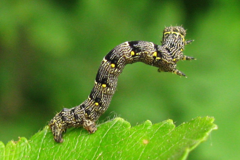 Lycia pomonaria - Пяденица-шелкопряд плодовая