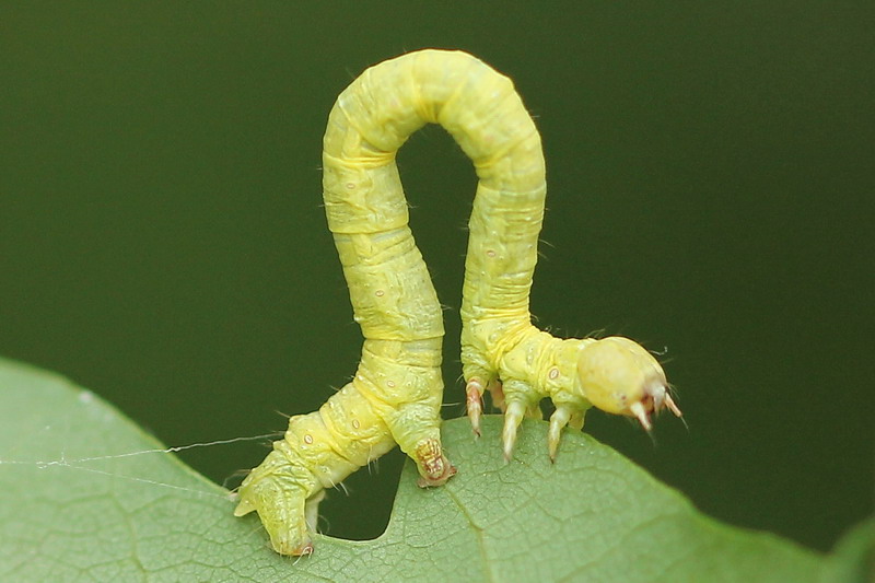 Ennomos quercinaria - Пяденица угловатая дубовая
