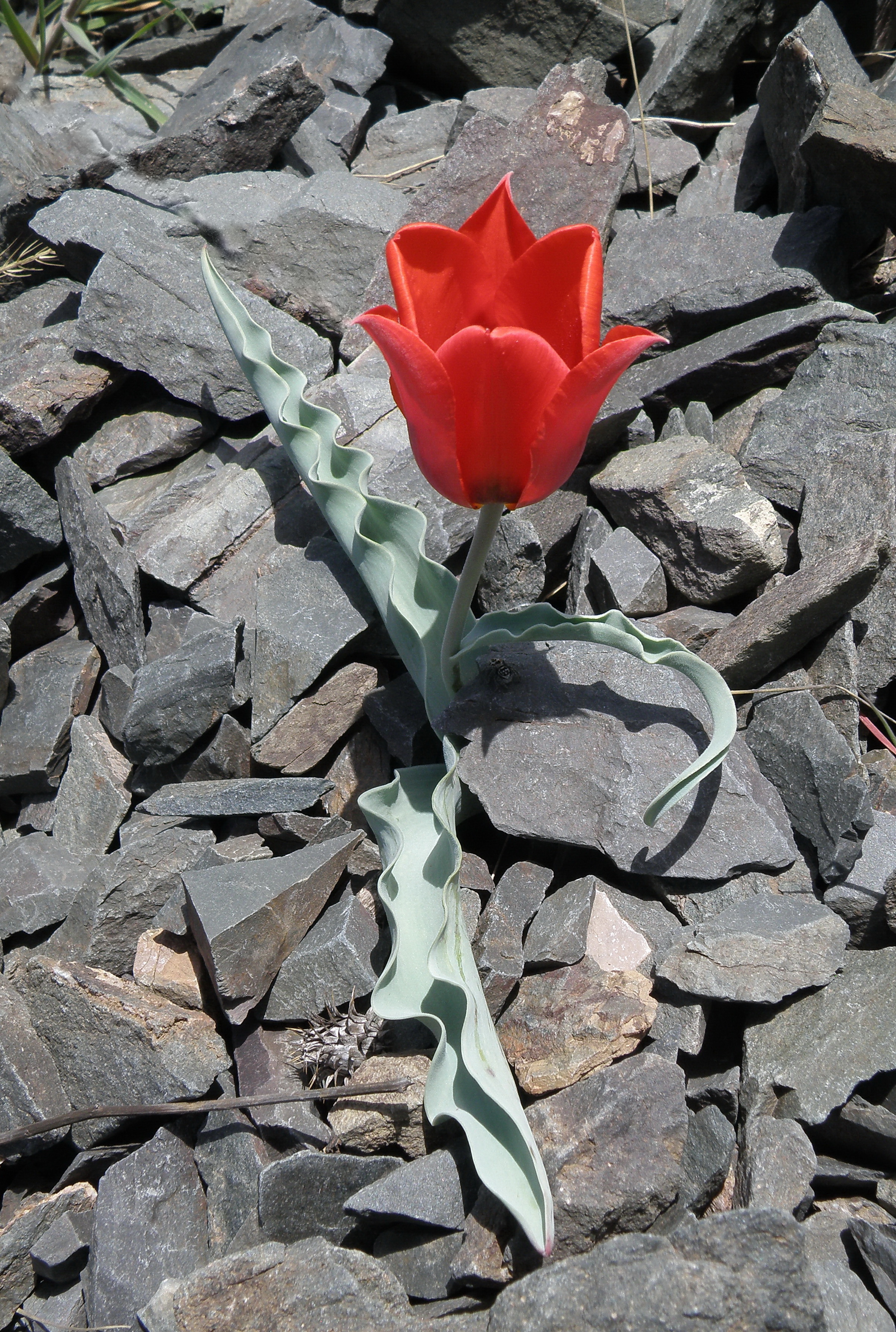 Tulipa albertii - Тюльпан Альберта