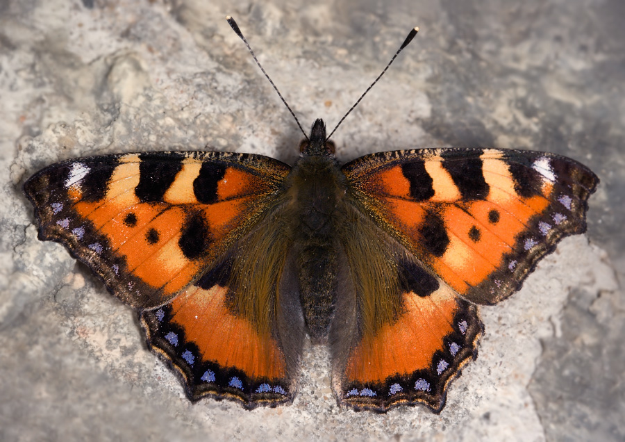 Покажи бабочку крапивница. Бабочка Адмирал крапивница. Aglais urticae (Linnaeus, 1758). Бабочка Шоколадница. Бабочка Шоколадница лимонница и капустница.