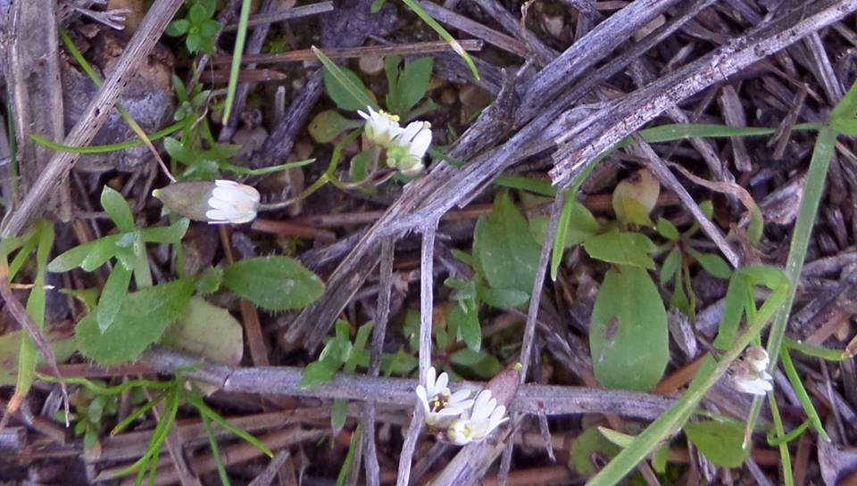Erophila verna subsp. praecox - Веснянка ранняя