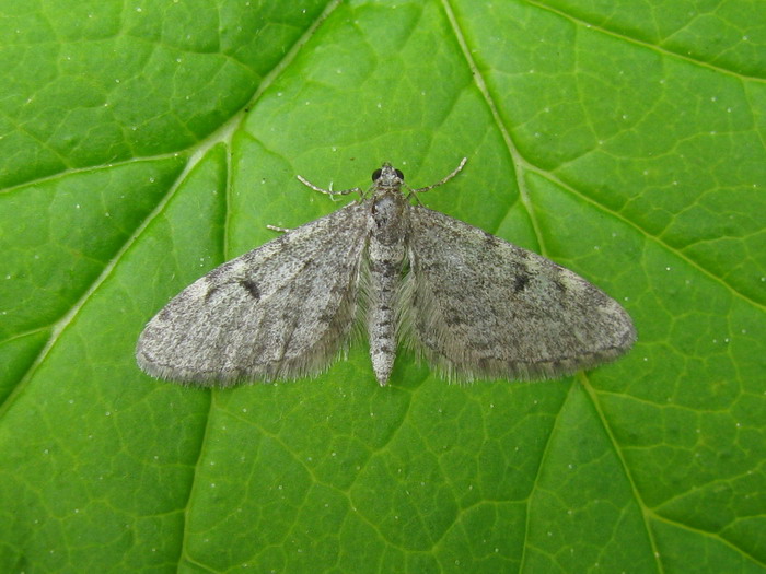 Eupithecia indigata - Пяденица цветочная сосновая