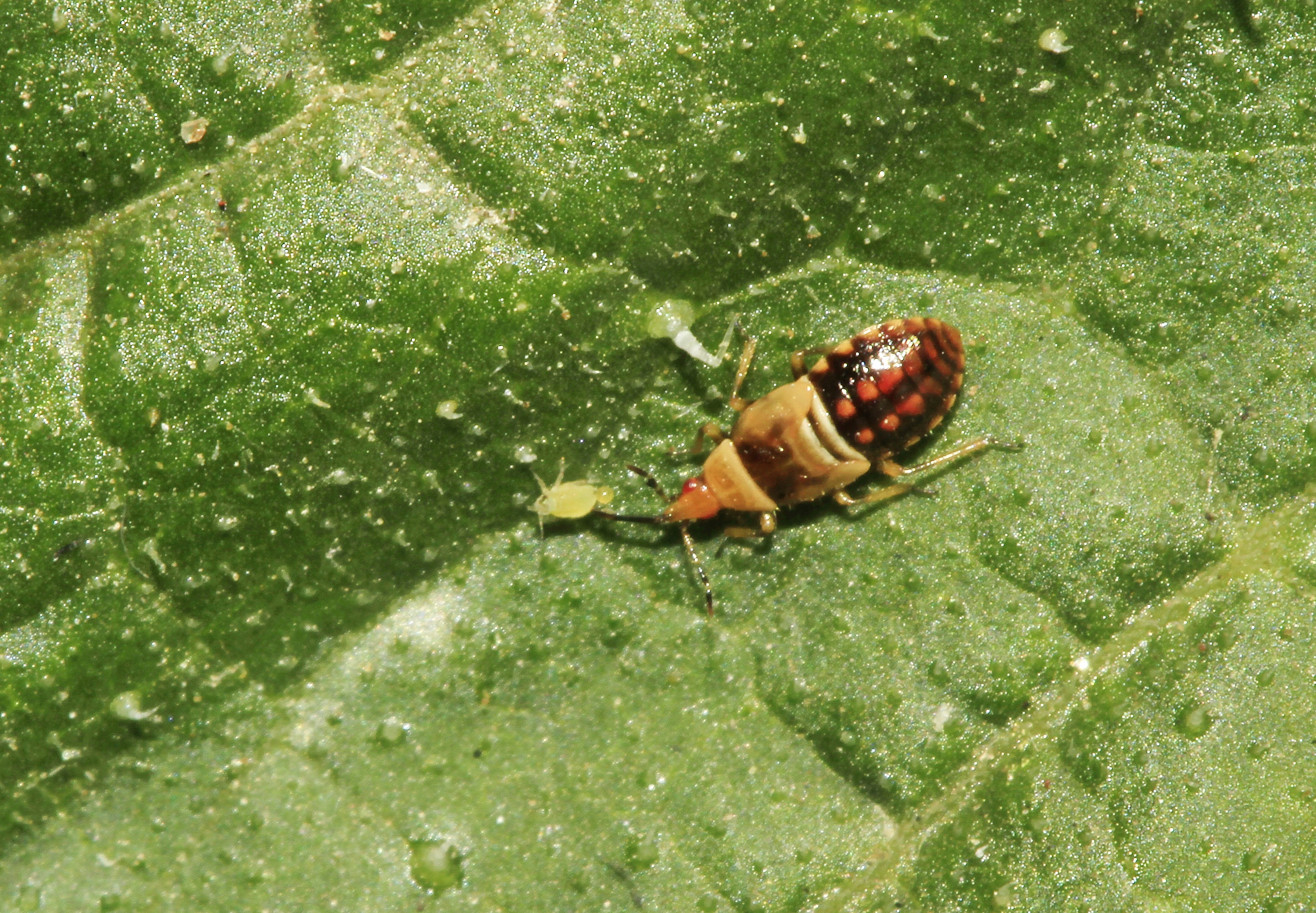 Anthocoridae, gen. sp.