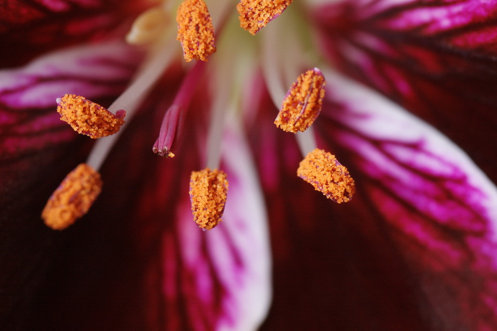 Цветок Герани (Pelargonium)
