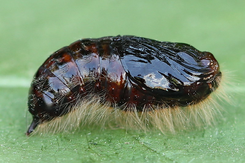 Dicallomera fascelina - Шерстолапка красновато-серая (обыкновенная, летняя)