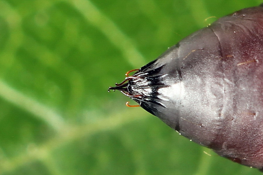 Lygephila craccae