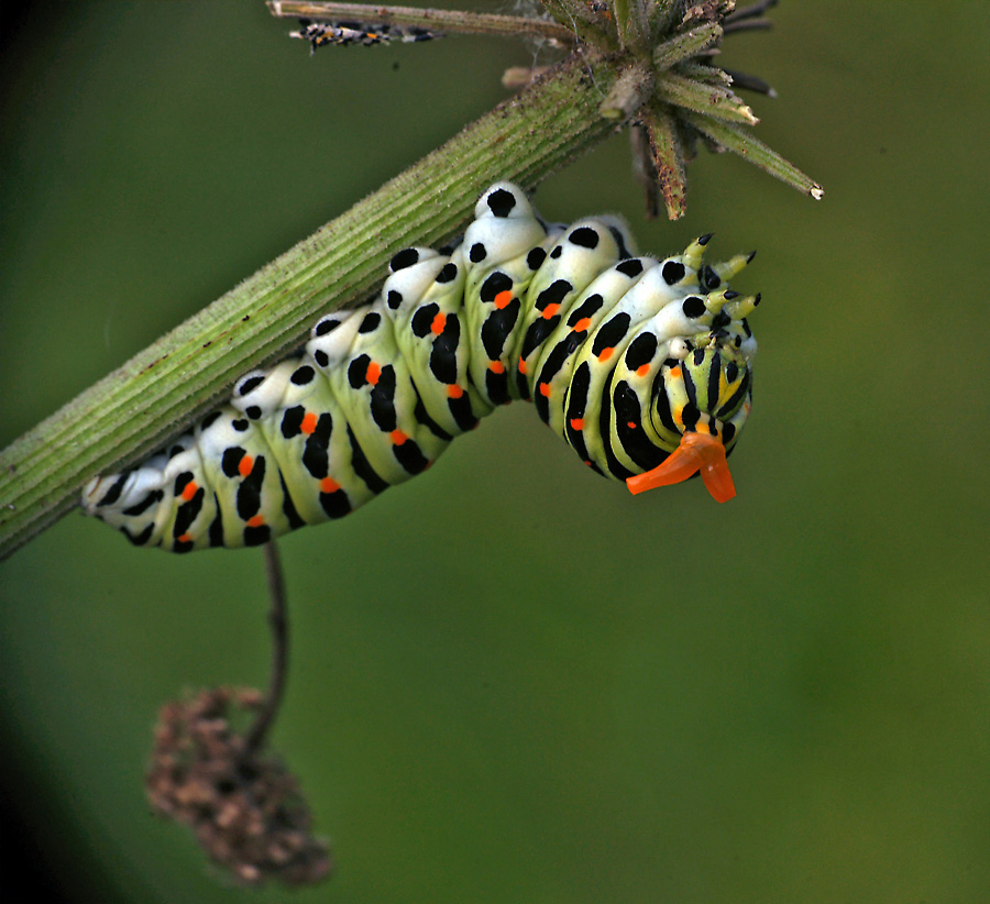 Гусеница бабочки 7. Гусеница бабочки Махаон. Гусеница Махаона (Papilio Machaon). Гусеница бабочки Махаон Махаон бабочка. Papilio Machaon гусеница.