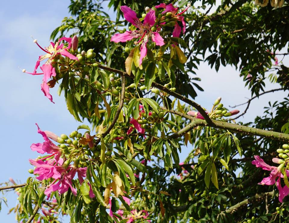 Ceiba speciosa - Сейба великолепная, Хоризия великолепная
