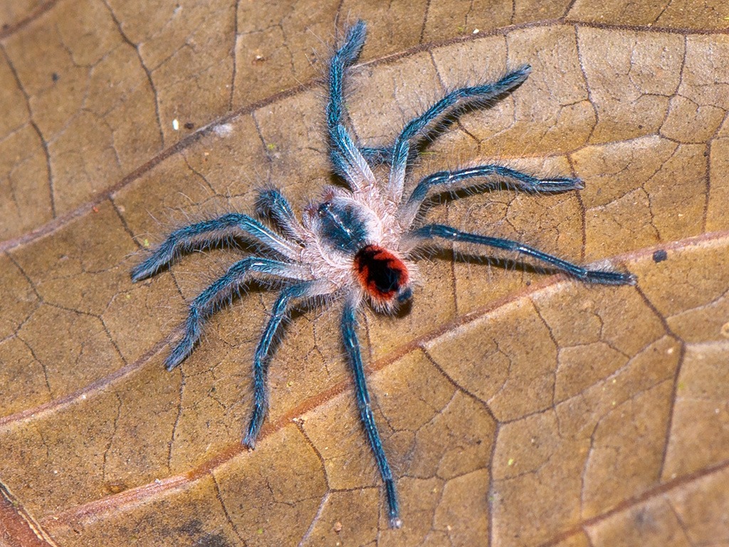 Pamphobeteus nigricolor