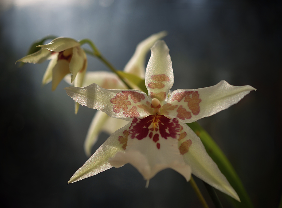 Орхидея Каттлея и Камбрия
