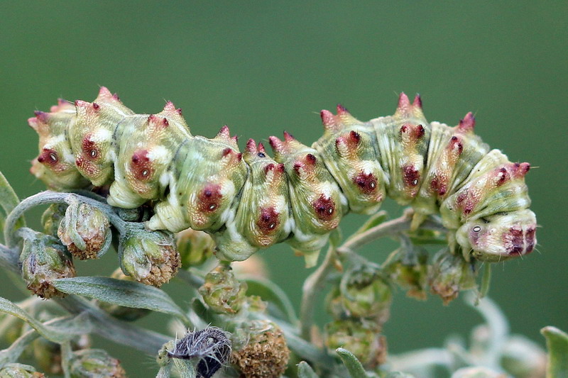 Cucullia artemisiae - Капюшонница полынная