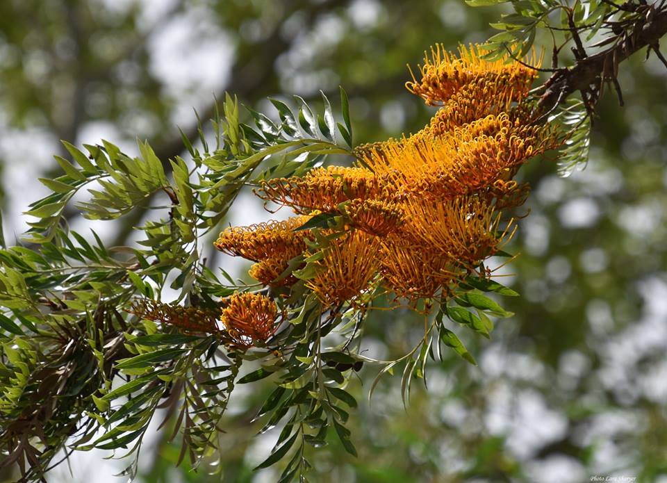 Grevillea robusta - Гревиллея крупная