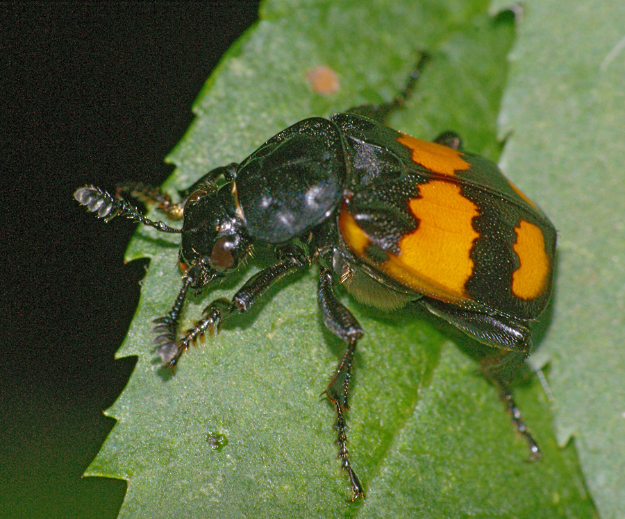 Nicrophorus vespilloides - Могильщик чернобулавый