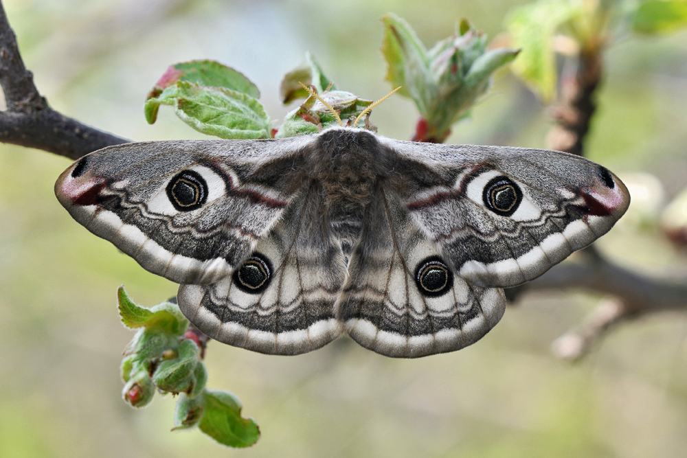 Чем питается бабочка павлиноглазка. Бабочка Saturnia Pavonia. Павлиний глаз малый ночной. Малый ночной павлиний глаз бабочка. Павлиний глаз малый ночной (Saturnia Pavonia).