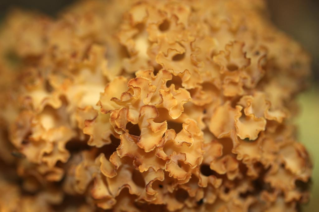 Картофель грибы капуста