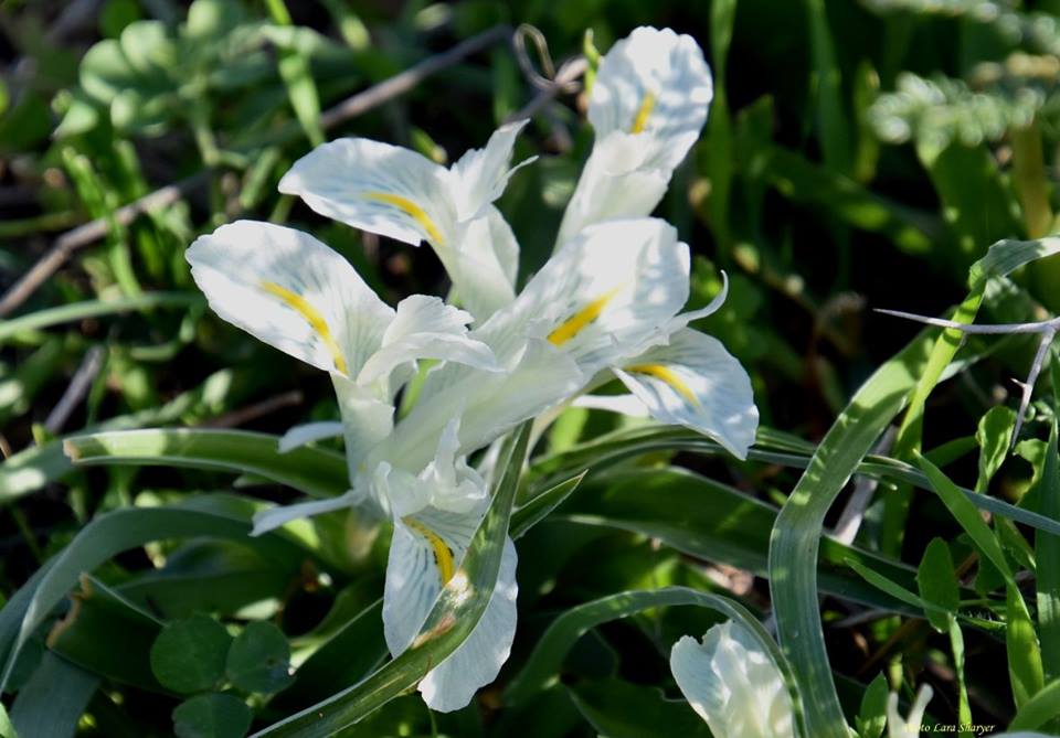 Iris palaestina - Ирис палестинский, Юнона палестинская