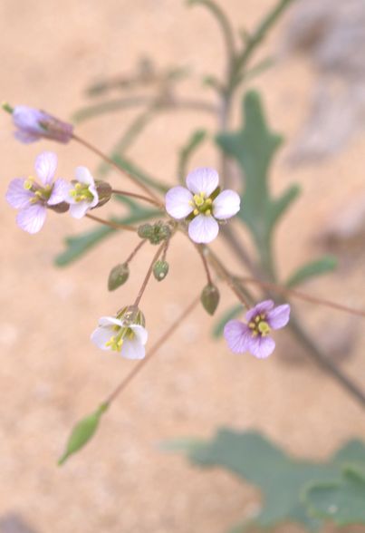 Savignya parviflora - Савигния мелкоцветковая