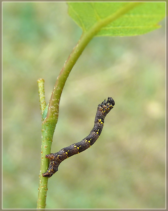 Lycia pomonaria - Пяденица-шелкопряд плодовая