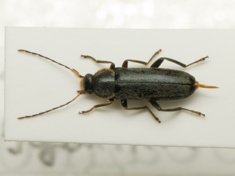 Osphya bipunctata