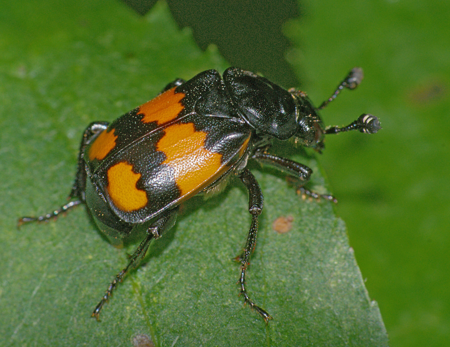 Nicrophorus vespilloides - Могильщик чернобулавый