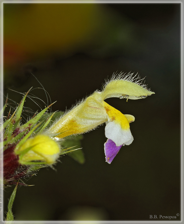 Galeopsis speciosa - Пикульник красивый