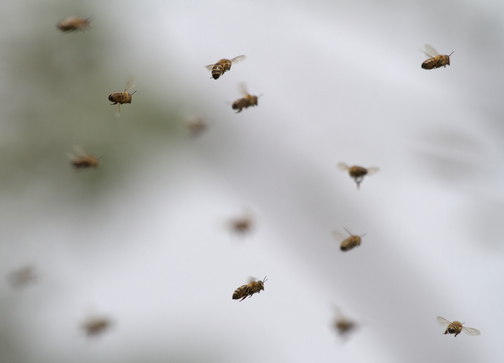 Вылетевшие пчелы, вроде, как беспорядочно мечутся