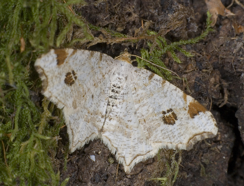 Macaria notata - Пяденица углокрылая жёлто-бурая