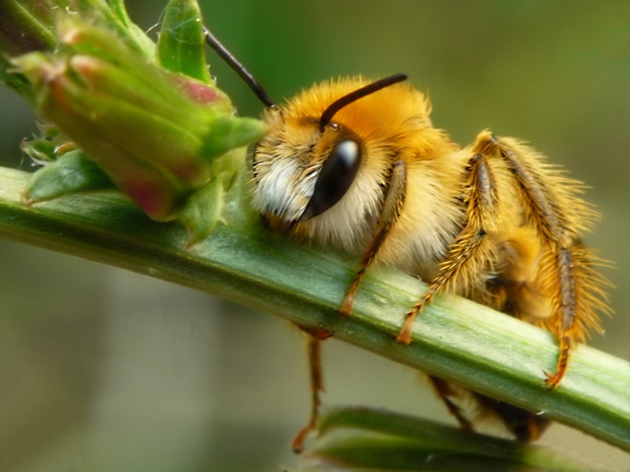 пчела на отдыхе